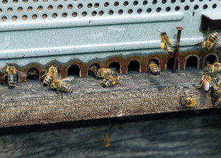 Fliegende Bienen auf einem Bienenstock. | © Land schafft Leben