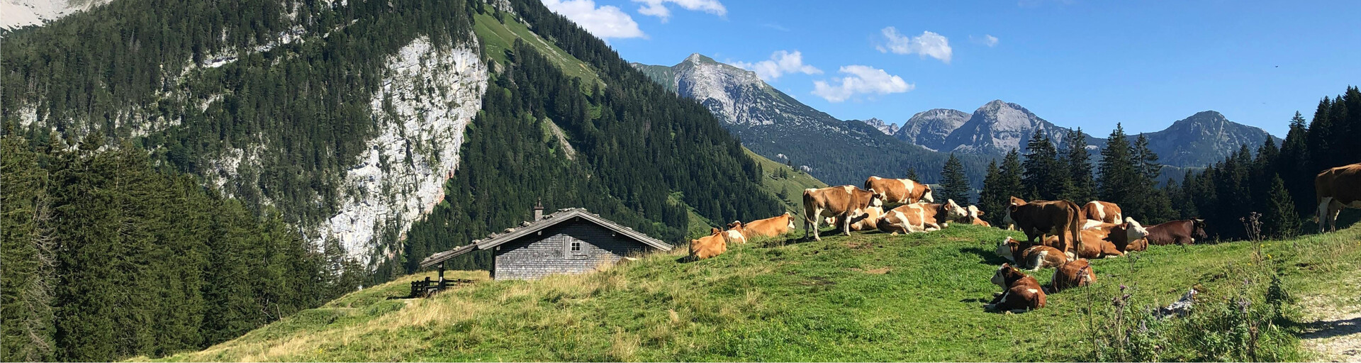 Rinder auf der Alm neben Huette | © Pexels