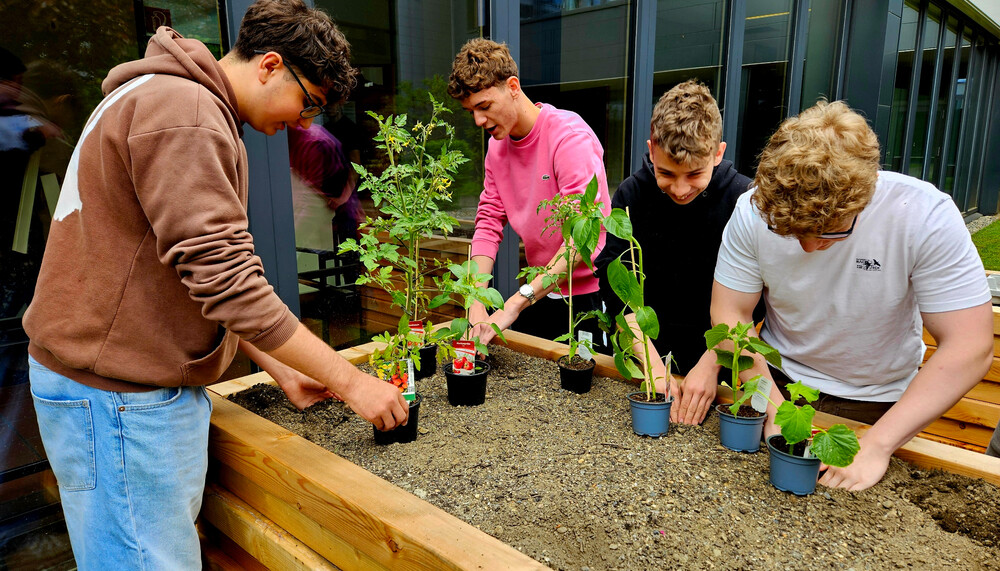 Gemüsepflanzen ins Hochbeet pflanzen | © HTL Zeltweg