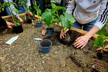 Gemüsepflanzen ins Hochbeet pflanzen | © HTL Zeltweg
