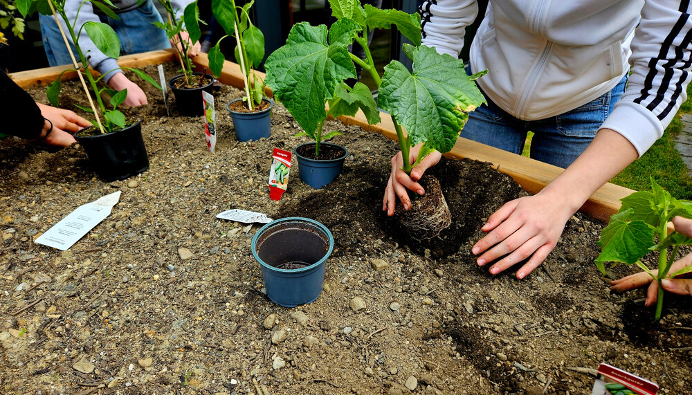Gemüsepflanzen ins Hochbeet pflanzen | © HTL Zeltweg
