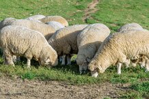 Schafe | © Freepik Schafherde auf Wiese | © Freepik