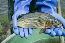 Karpfen | © Anna Stoecher
