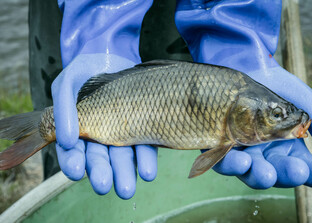 Karpfen | © Anna Stoecher