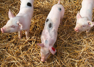 Ferkel im Stroh | © Land schafft Leben