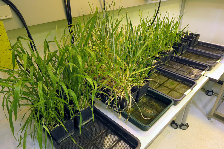Mehrere grüne genomeditierte Pflanzen in schwarzen Behältnissen | © Land schafft Leben