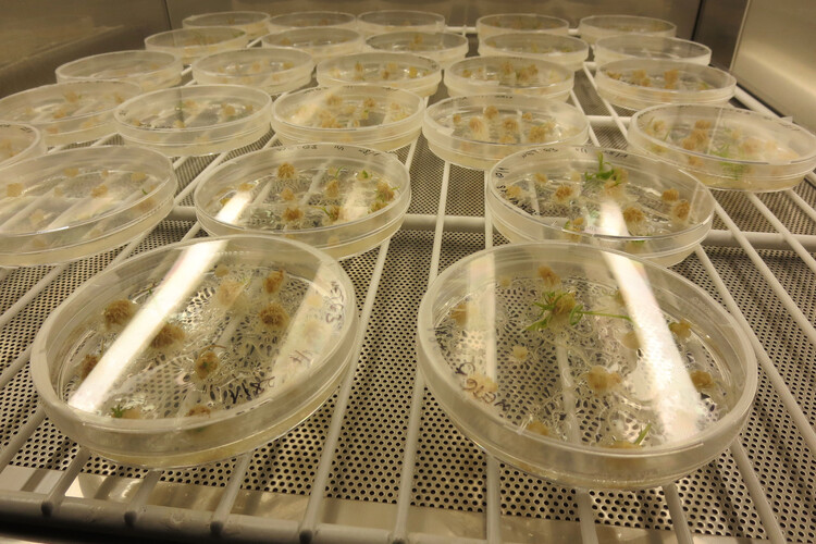 Mehrere Petrischalen in Labor | © Land schafft Leben
