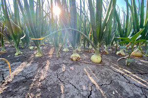 Zwiebeln auf trockenem Feld | © Timo Küntzle, Land schafft Leben