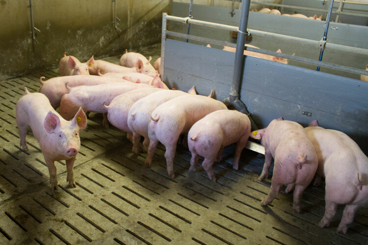 Mehrere Schweine am Fressen im Stall | © Land schafft Leben
