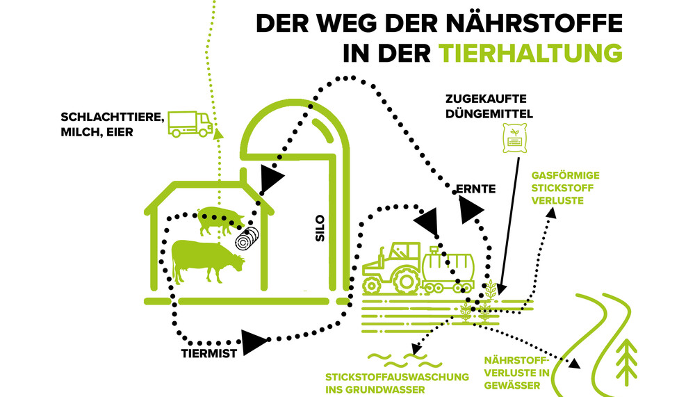 Infografik zum Weg der Nährstoffe in der Tierhaltung | © Land schafft Leben