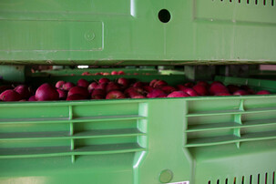 Viele Äpfel in Kiste | © Land schafft Leben
