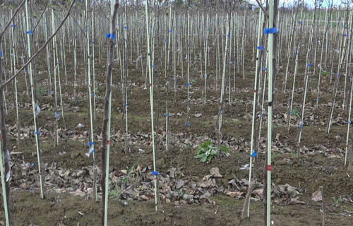 Apfelbäume in einer Baumschule | © Land schafft Leben