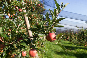 Apfelbaum unter Netz | © Land schafft Leben