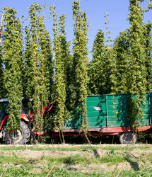 Traktor mit grünem Anhänger in Hopfenfeld | © Land schafft Leben