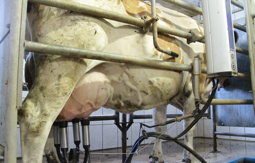 Kuh wird im Stall mit Melkmaschine gemolken | © Land schafft Leben
