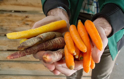 Person hält verschiedene Karottenarten | © Land schafft Leben