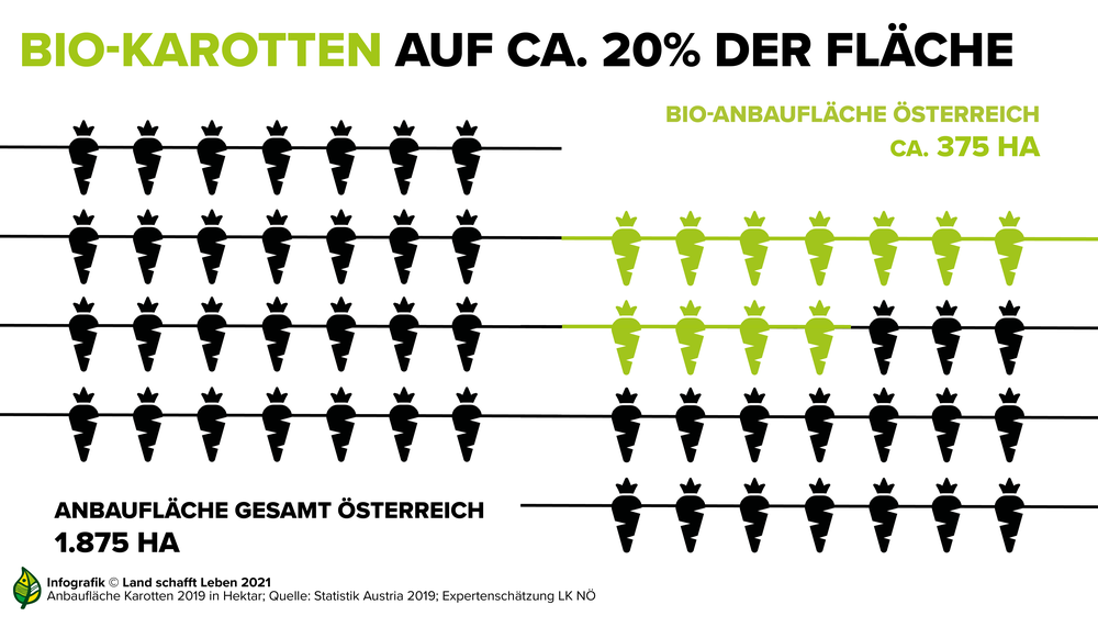 Auf 20 Prozent der Bio-Anbaufläche in Österreich werden Karotten angebaut | © Land schafft Leben, 2021