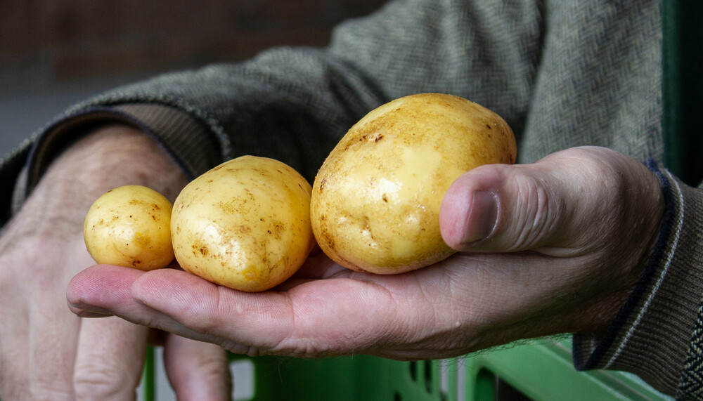 Hand hält drei Kartoffeln | © Land schafft Leben
