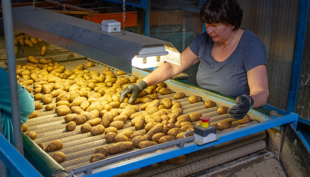 Frau mit Handschuhen nimmt Kartoffeln von Fließband | © Land schafft Leben