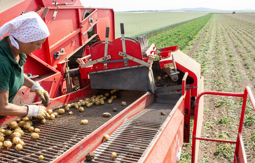 Eine Frau am Feld bei der Kartoffelernte | © Land schafft Leben