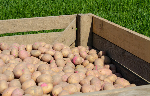 Kiste voller Kartoffeln auf Wiese | © Land schafft Leben