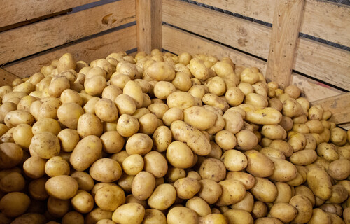 Kiste voller Kartoffeln | © Land schafft Leben