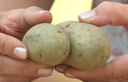 Person hält zwei grünliche Kartoffeln | © Land schafft Leben