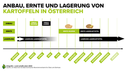 Infografik zu Anbau, Ernte und Lagerung von Kartoffeln in Österreich | © Land schafft Leben
