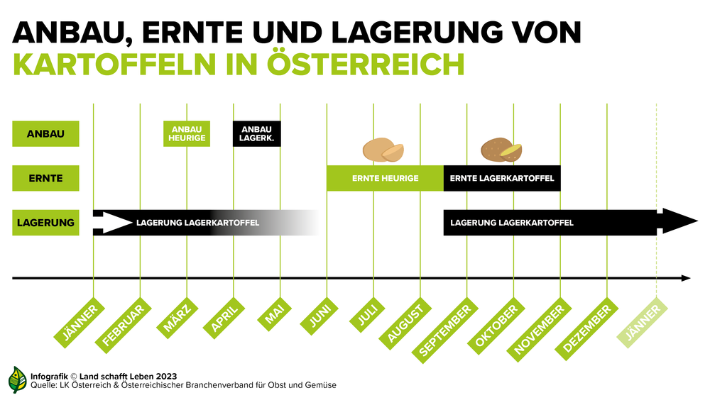 Infografik zu Anbau, Ernte und Lagerung von Kartoffeln in Österreich | © Land schafft Leben