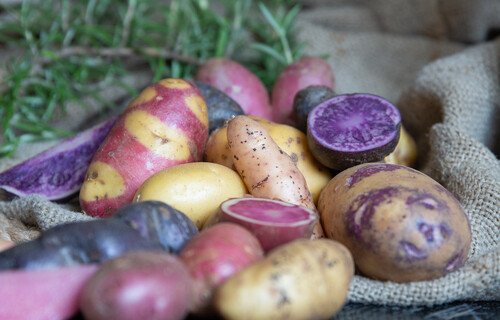 Mehrere bunte Kartoffeln auf Teller | © Land schafft Leben