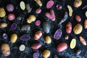 Verschiedene Kartoffeln in verschiedenen Farben und Formen | © Land schafft Leben