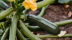 Zucchini | © Land schafft Leben