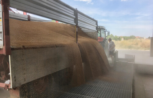 Mehl rinnt aus Traktoranhänger | © Land schafft Leben