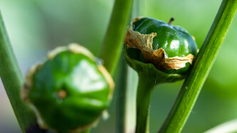 Von der Blüte zur Paprikafrucht | © Land schafft Leben, (2020) Von der Blüte zur Paprikafrucht | © Land schafft Leben, (2020)