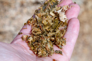 Hand hält Maissilage-Futtermittel für Rinder | © Land schafft Leben