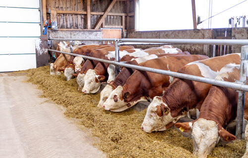 Fressende Fleckvieh-Rinder im Stall | © Land schafft Leben