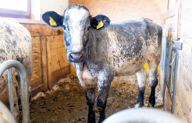 Weißblaue Belgier-Kalbin im Stall | © Land schafft Leben