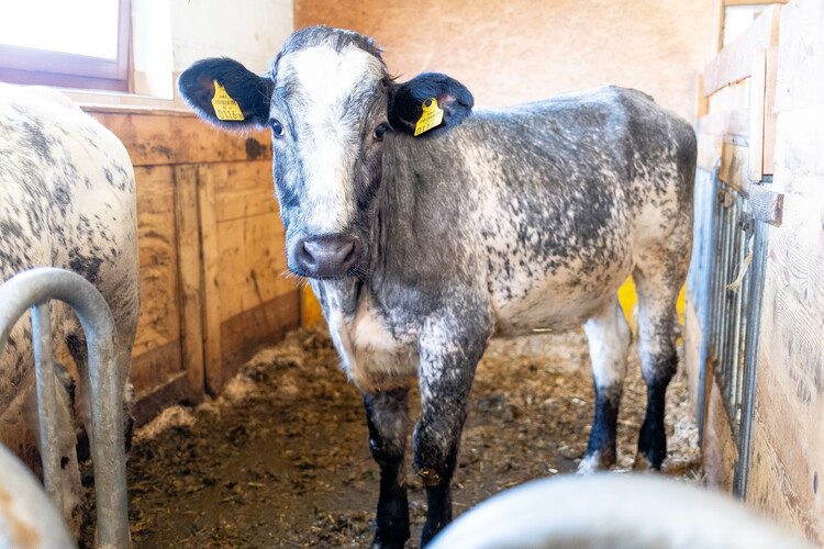 Weißblaue Belgier-Kalbin im Stall | © Land schafft Leben