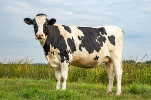 Holstein Kuh, schwarz weiße Kuh auf Weide | © Shutterstock