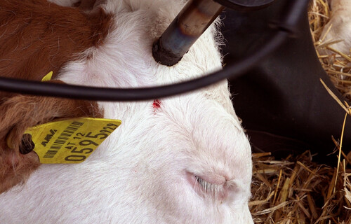 Rind in Narkose wird mit einem Gerät enthornt | © Land schafft Leben