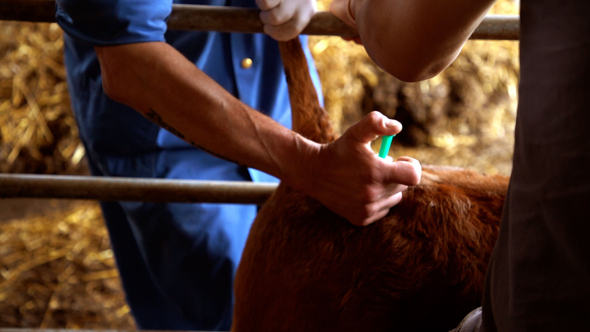 Rind bekommt eine Spritze zur Betäubung | © Land schafft Leben