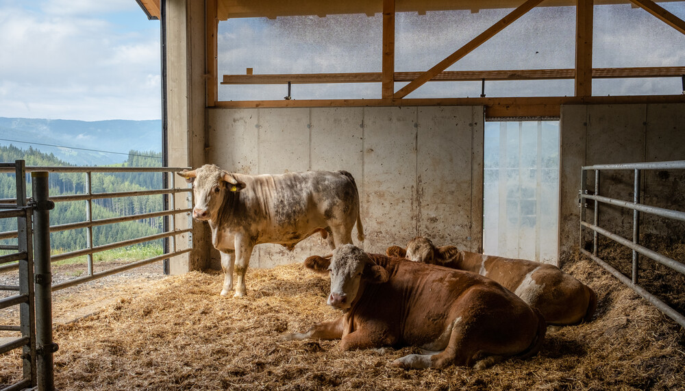 Ochsen im Stall | © Land schafft Leben