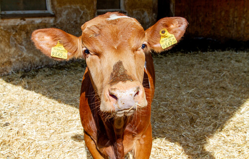 Braunes Kalb steht in einem Stall mit Stroh | © Land schafft Leben