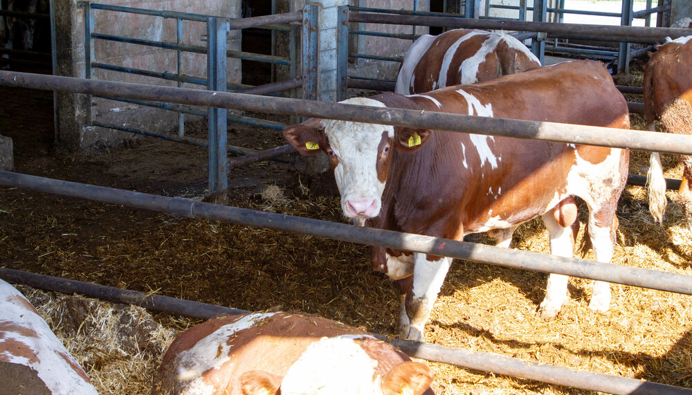 Rind steht im Stall mit Stroh | © Land schafft Leben