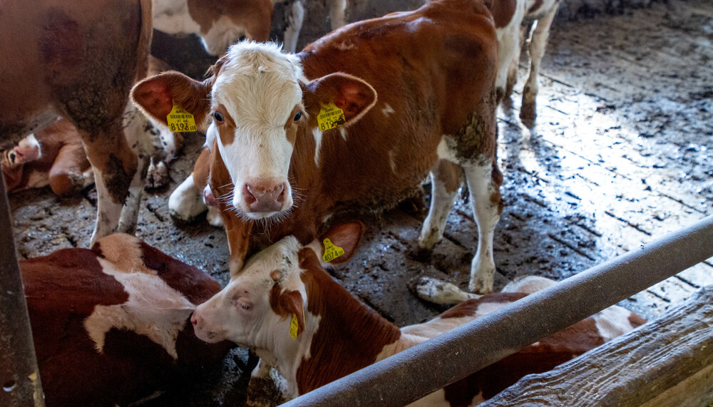 Rind steht im Stall auf Vollspaltenboden | © Land schafft Leben