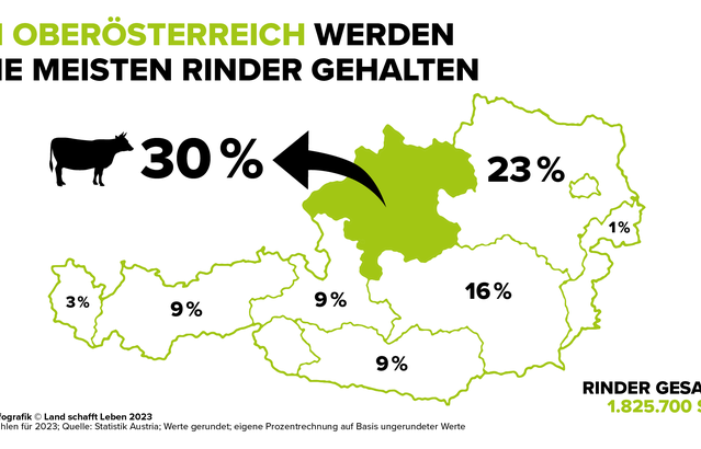 Infografik zu der Anzahl gehaltener Rinder nach Bundesland | © Land schafft Leben