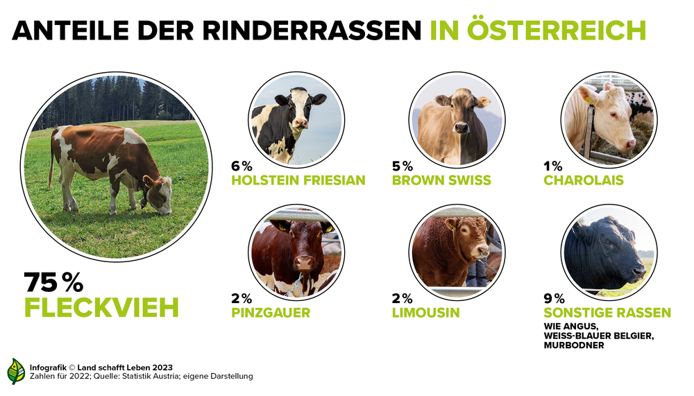 Infografik zum Anteil der verschiedenen Rinderrassen in Österreich | © Land schafft Leben