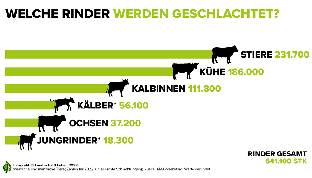Infografik zu den Schlachtzahlen von Rindern | © Land schafft Leben