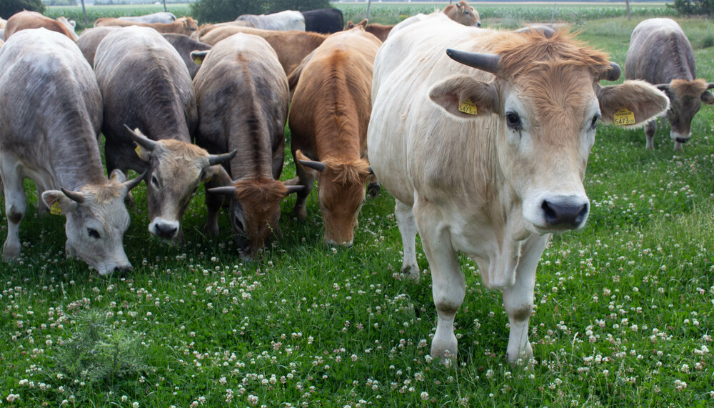 Rinder auf der Weide | © Land schafft Leben