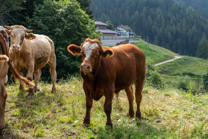 Brauner Ochse auf der Weide | © Land schafft Leben